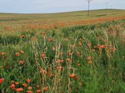 IMG-20250625-WA0001