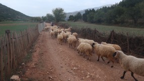 12-Schapen