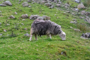 Dag 4: Rosthwaite - Patterdale